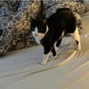 Raspy -sehr liebes, gutmütiges Katerchen