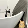 Raspy -sehr liebes, gutmütiges Katerchen