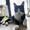 Raspy -sehr liebes, gutmütiges Katerchen
