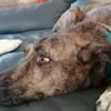 Marte - Zuhause gesucht