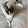 Lilú - süße, sensible & verspielte Katze