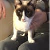 Lilú - süße, sensible & verspielte Katze