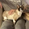 Lilú - süße, sensible & verspielte Katze