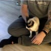 Lilú - süße, sensible & verspielte Katze