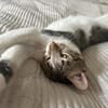 Piaget - ein sehr süßer Kuschelkater