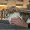 Piaget - ein sehr süßer Kuschelkater