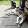 Piaget - ein sehr süßer Kuschelkater