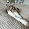 Piaget - ein sehr süßer Kuschelkater