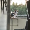 Pepper (+Fernando) - liebe Tricolorkatze