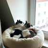 Pepper (+Fernando) - liebe Tricolorkatze