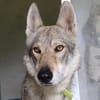 Alpha