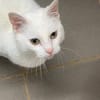 MINETTE