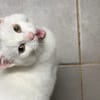 MINETTE