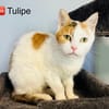 Tulipe