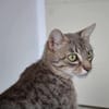 Taïka