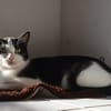 REGLISSE