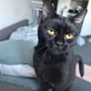 Bagheera