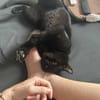 Bagheera