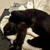 Bagheera