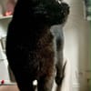 Bagheera