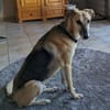 Rusty - sucht neues Zuhause