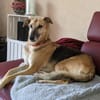 Rusty - sucht neues Zuhause