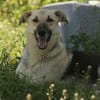 Rusty - sucht neues Zuhause
