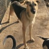 Rusty - sucht neues Zuhause