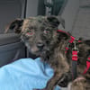 Süße kleine Lucy sucht Zuhause