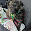 Süße kleine Lucy sucht Zuhause