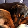 Rex verliert sein Zuhause