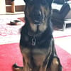 Rex verliert sein Zuhause