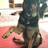 Rex verliert sein Zuhause