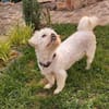 Elsa sucht liebevolles Zuhause