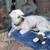 Elsa sucht liebevolles Zuhause