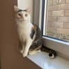 Kisa sucht liebevolles Zuhause