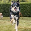 Archie - wartet in 45549 Sprockhövel