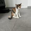 Matilda auf Pflegestelle in Duisburg