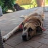 Aranel : Grosser Schatz sucht Kuschelpla