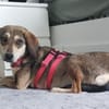 Nalla  kleine Lady sucht großes Glück!