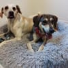 Nalla  kleine Lady sucht großes Glück!