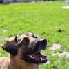 Hündin YUKI sucht ihr Zuhause!