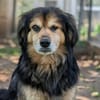 Rocky sucht ein einfühlsames Zuhause