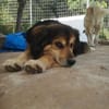 Rocky sucht ein einfühlsames Zuhause