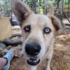 Hugo sucht ein aktives Zuhause