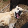 Hugo sucht ein aktives Zuhause