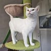 NIEVE - aufgeschlossenes Katzenmädchen!