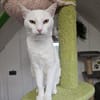 NIEVE - aufgeschlossenes Katzenmädchen!