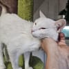 NIEVE - aufgeschlossenes Katzenmädchen!