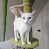 NIEVE - aufgeschlossenes Katzenmädchen!